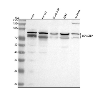 Anti-LGALS3BP Antibody