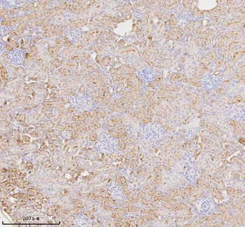 Anti-MIOX Antibody