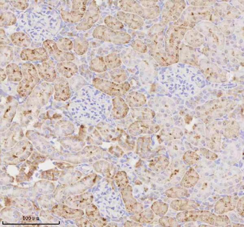 Anti-MIOX Antibody