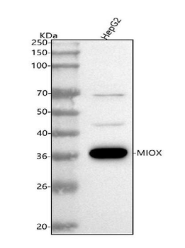 Anti-MIOX Antibody