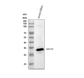 Anti-MIOX Antibody