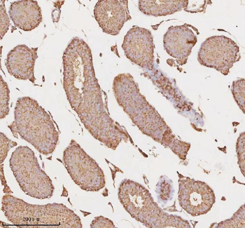 Anti-MICALL1 Antibody