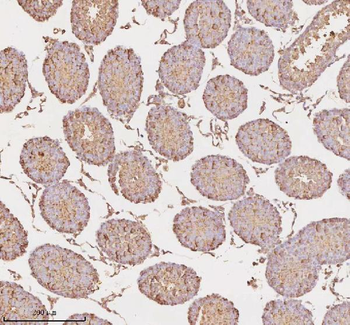 Anti-MICALL1 Antibody