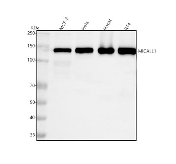 Anti-MICALL1 Antibody