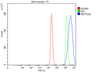 METTL26 Antibody