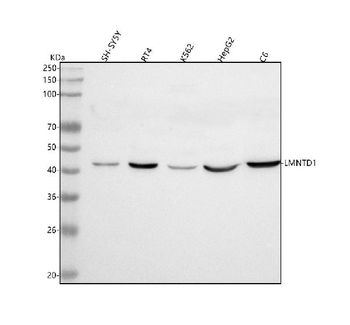 LMNTD1 Antibody