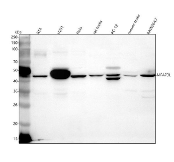 MFAP3L Antibody