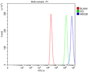 MED28 Antibody