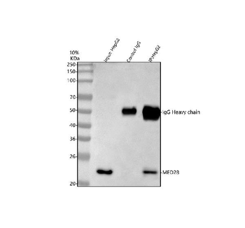 Anti-MED28 Antibody