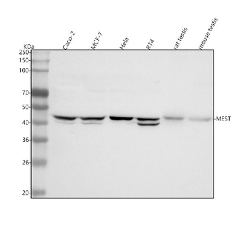 Anti-MEST Antibody