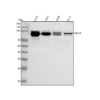 Anti-MELTF Antibody