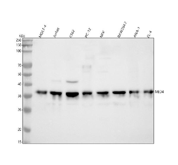 Anti-MED4 Antibody