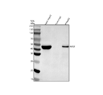 Anti-NFS1 Antibody