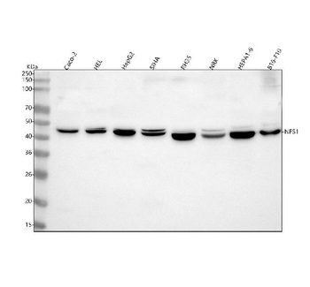Anti-NFS1 Antibody