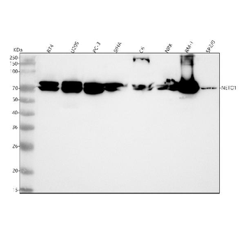 NETO1 Antibody