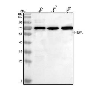 Anti-NELFA Antibody
