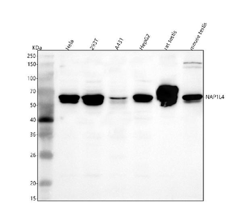 Anti-NAP1L4 Antibody
