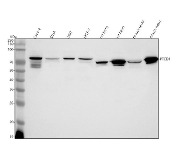 Anti-PTCD1 Antibody