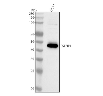Anti-PSTPIP1 Antibody