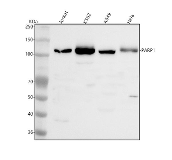 PARP1 Antibody