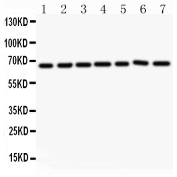 Anti-Angiopoietin 1/ANGPT1 Antibody