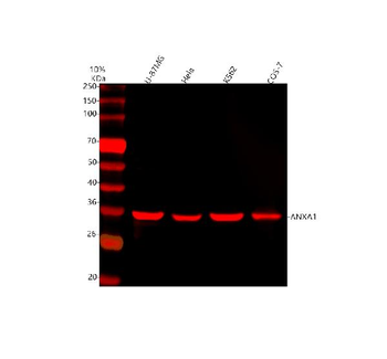 Anti-Annexin A1/ANXA1 Antibody