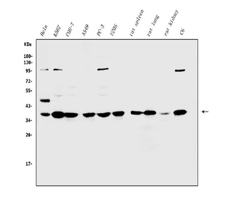 Anti-Annexin A1/ANXA1 Antibody