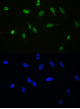 Anti-APE1/APEX1 Antibody