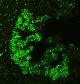 Anti-APE1/APEX1 Antibody