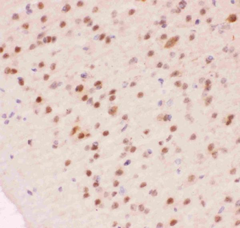 Anti-APE1/APEX1 Antibody