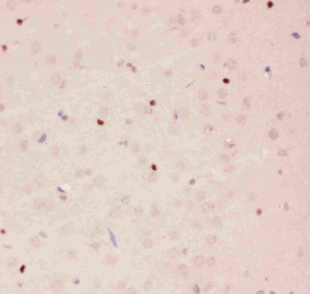 Anti-APE1/APEX1 Antibody