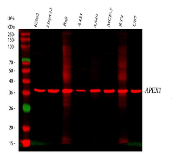 Anti-APE1/APEX1 Antibody