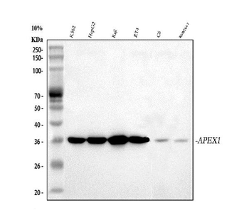 Anti-APE1/APEX1 Antibody