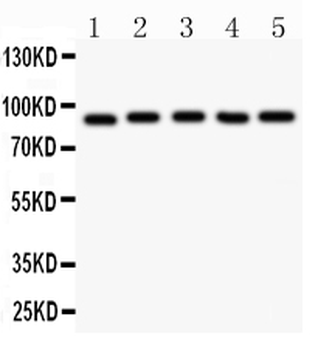 Anti-HIF1 beta/ARNT Antibody