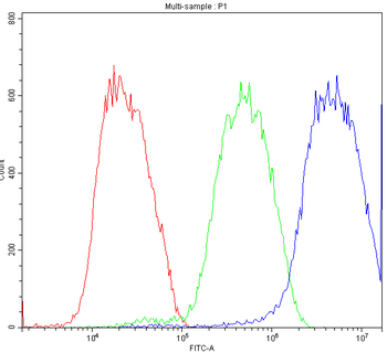 Anti-ATF2 Antibody
