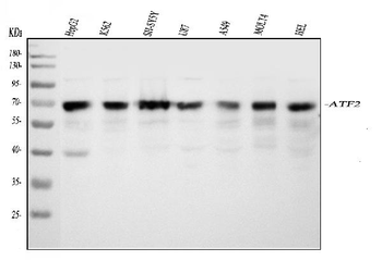 Anti-ATF2 Antibody