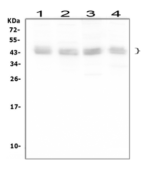 Anti-Bmi1 Antibody