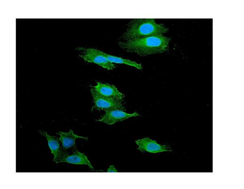 Anti-alpha 1 Catenin/CTNNA1 Antibody