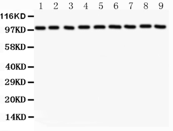 Anti-alpha 1 Catenin/CTNNA1 Antibody