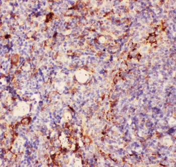 Anti-CD11b/ITGAM Antibody