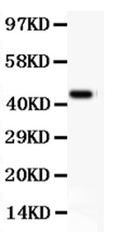 Anti-CD11b/ITGAM Antibody