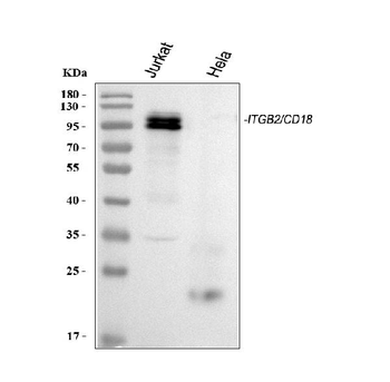 CD18/ITGB2 Antibody