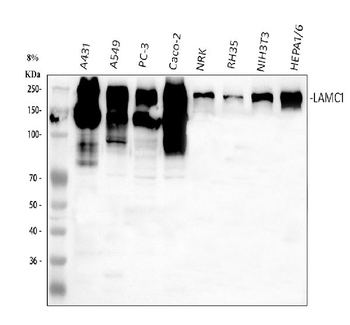 Anti-Laminin/Lamc1/Lamc2/Lamc3 Antibody