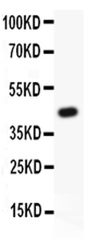 Anti-MyD88 Antibody