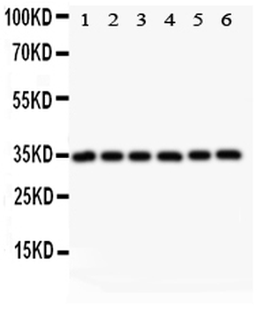 Anti-MyD88 Antibody