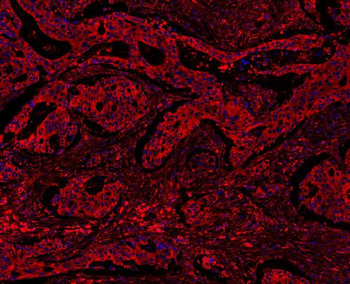 Anti-MyD88 Antibody
