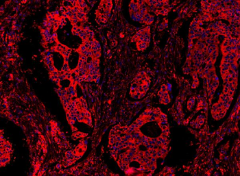 Anti-MyD88 Antibody