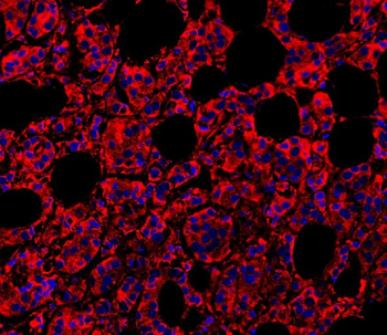 Anti-MyD88 Antibody