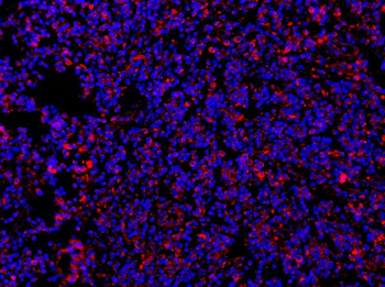 Anti-MyD88 Antibody