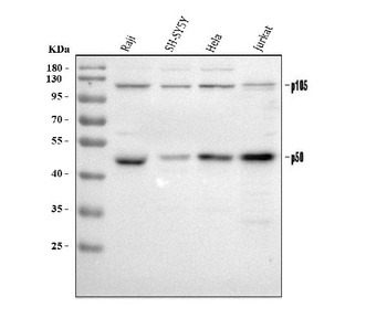 NFkB p105/p50/NFKB1 Antibody